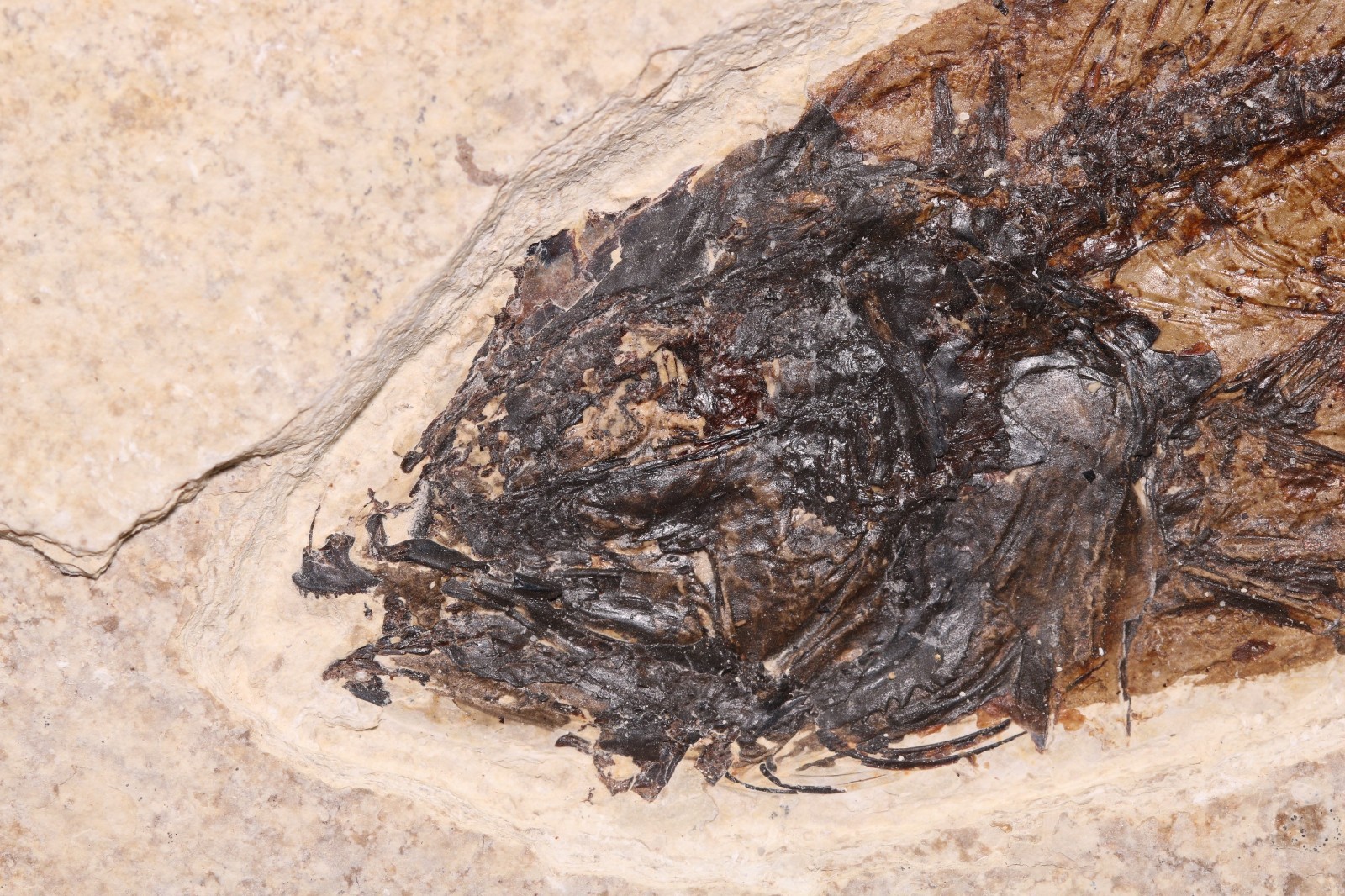 5.2" Mioplosus Fossil Fish Fossil Lake Green River Fm Wyoming WY COA 11858