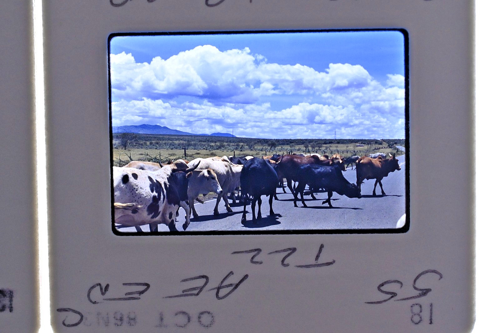 Vintage 1986 Kenya Safari Slides 120 Lot Wildlife Tribal Photo