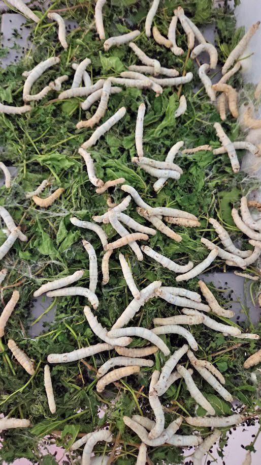 Silkworm Eggs - 100 Count