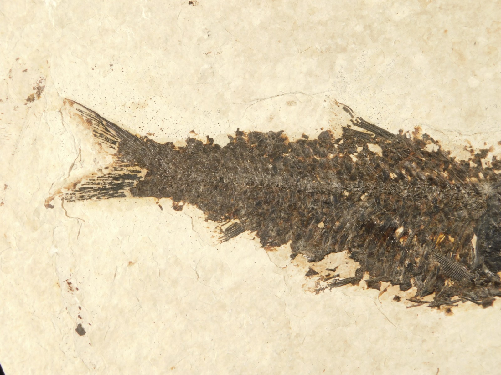 Larger! 50 Million Year Old Knightia FISH Fossil on Big Matrix Wyoming 721gr