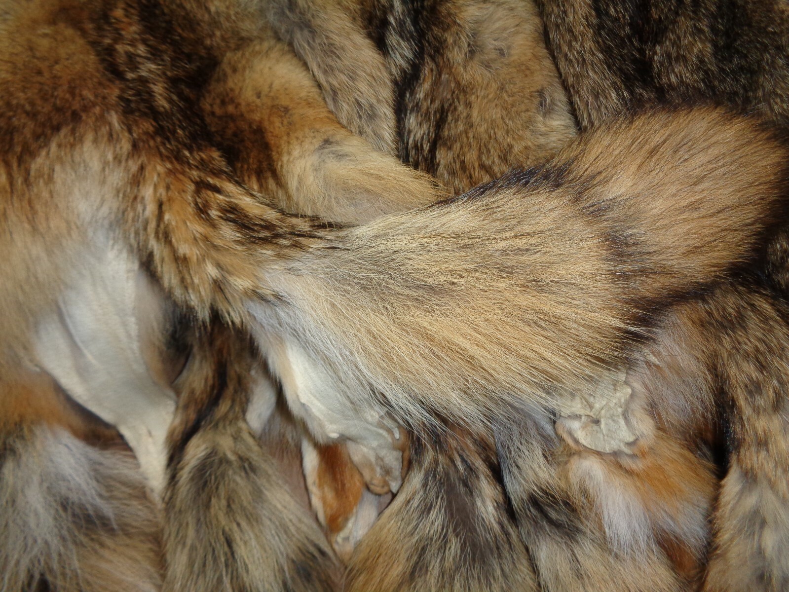 Tanned XXL/XL Semi-Heavy Coyote Hide #2 With Full Tail /Furs/Taxidermy/Crafts