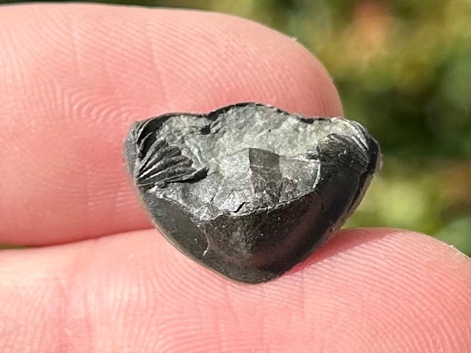 Trilobite Fossil Isotelus maximus Arnheim Formation Enrolled Ordovician Bug