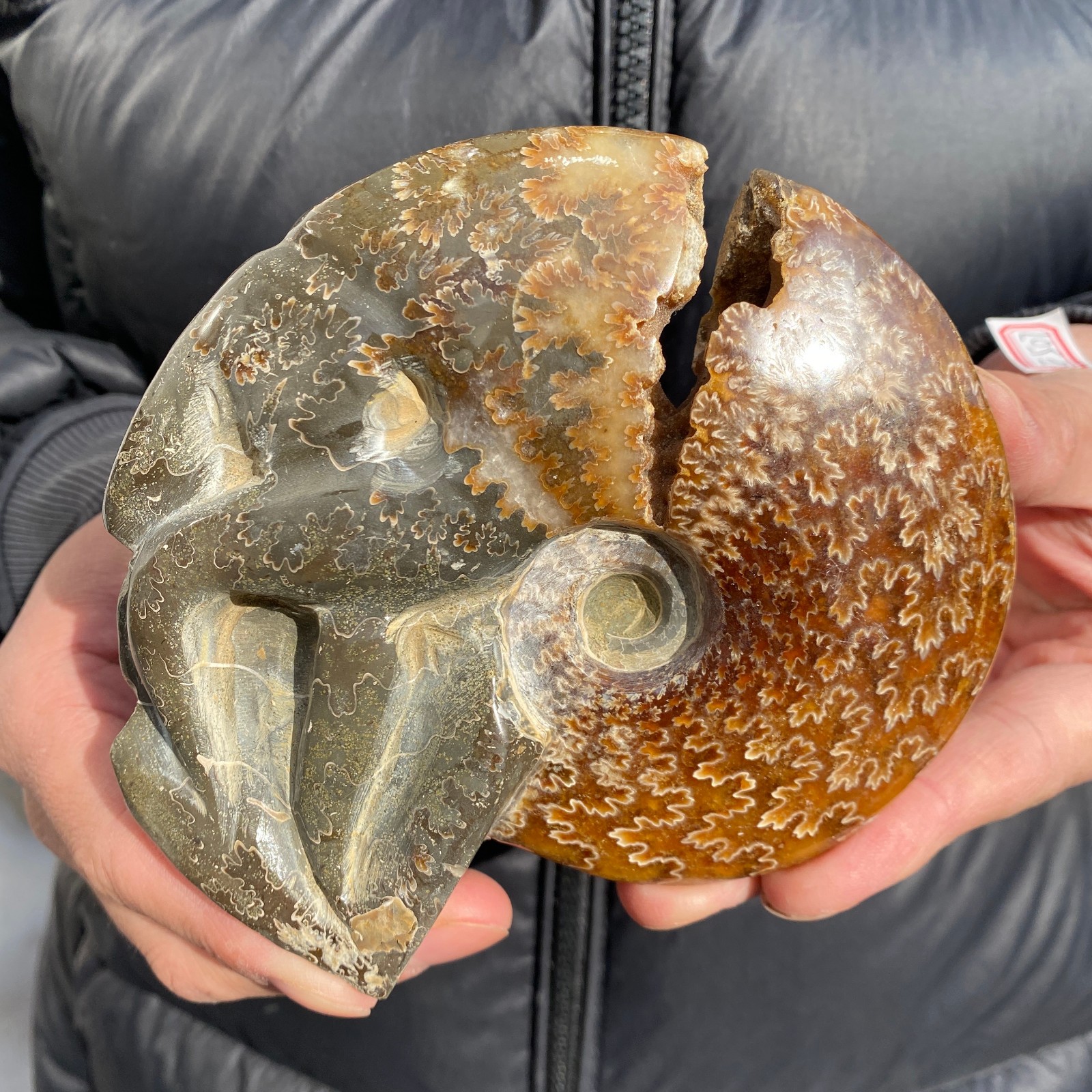 1.1lb Rare Natural Ammonite Fossil Conch Crystal Specimen Healing