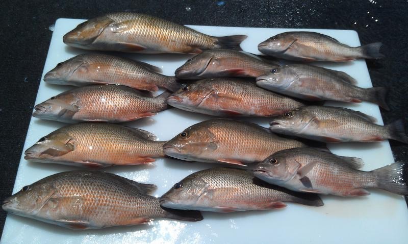 Premium Pompano Rig "Sand Flea-Coquina Clam" Fishing Rigs Pompano Whiting Spots