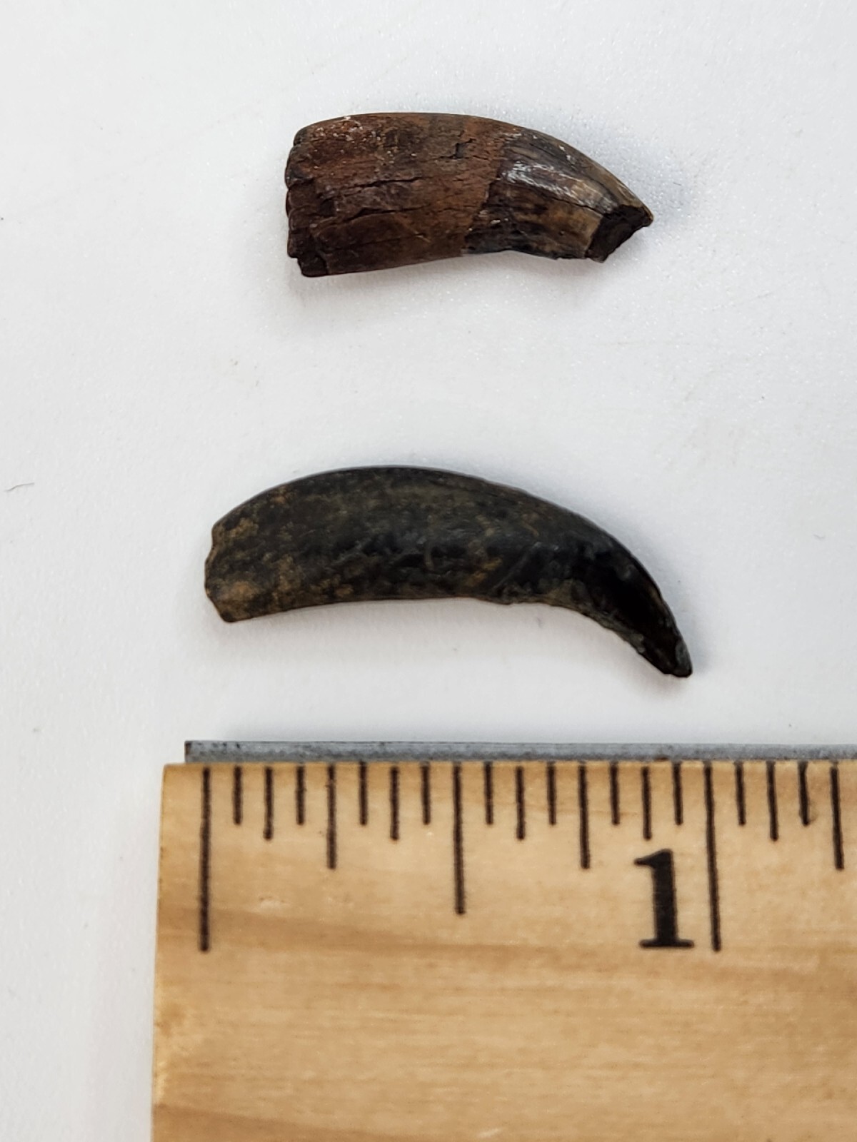 Raccoon Rooted Upper Canine Tooth Fossil - Florida Pleistocene - 1 Per Purchase