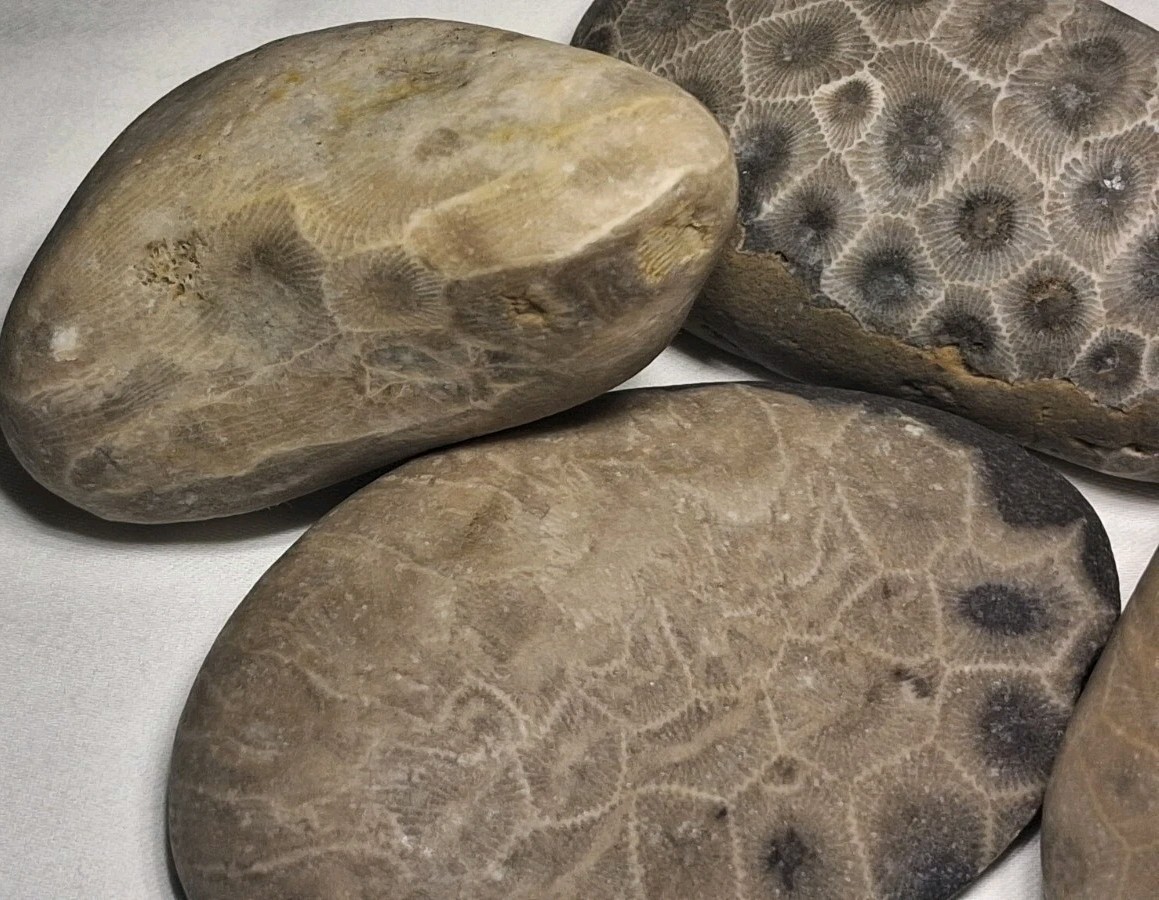 Michigan Petoskey Stone Lot 1 Pound Unpolished Natural Great Lakes Fossil Coral