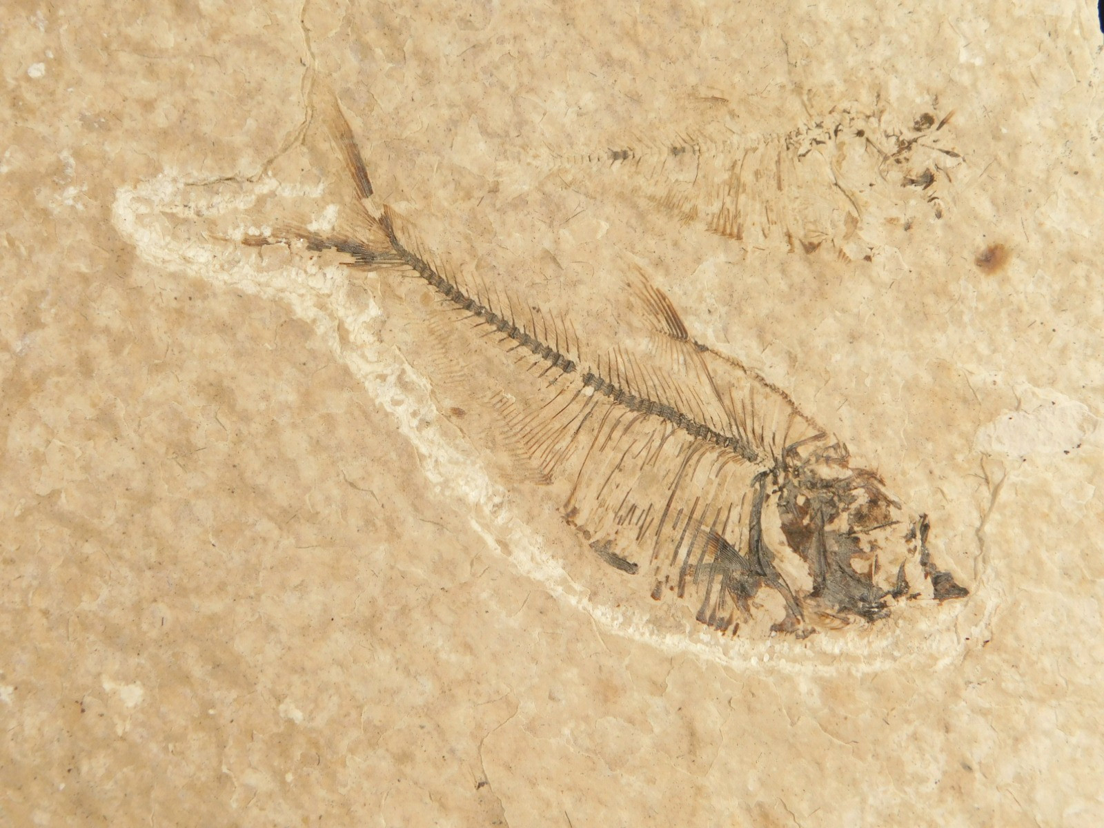 X-RAY Bones! 50 Million Year Old Diplomystus FISH FOSSIL Wyoming 152gr