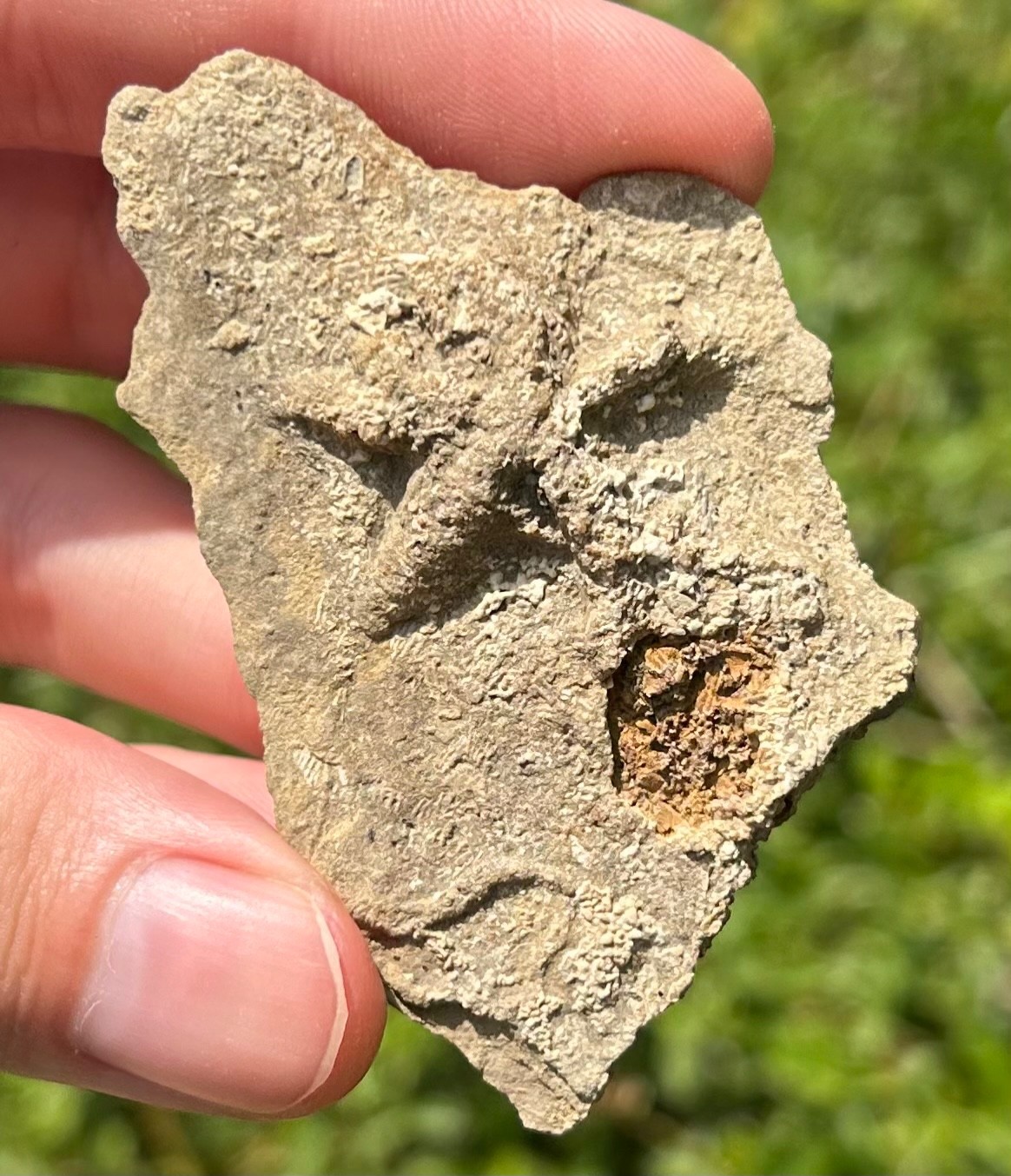 Alabama Fossil Starfish Cast Mississippian Age Bangor Limestone Formation
