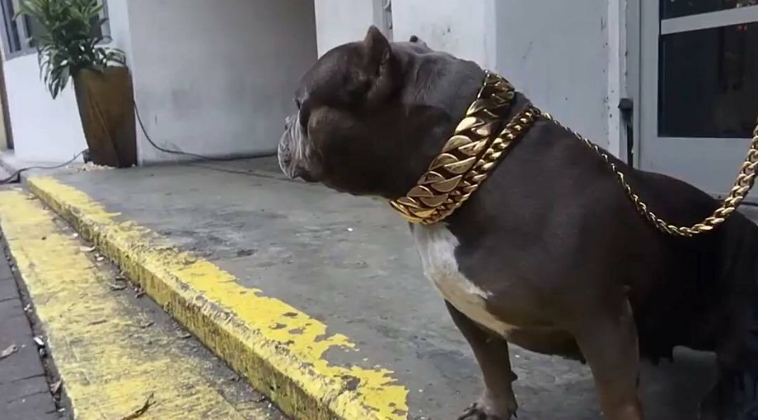 Cuban Gold pet Chain 32mm Dog Show Collar 316L Stainless Steel-AUTHORIZED SELLER