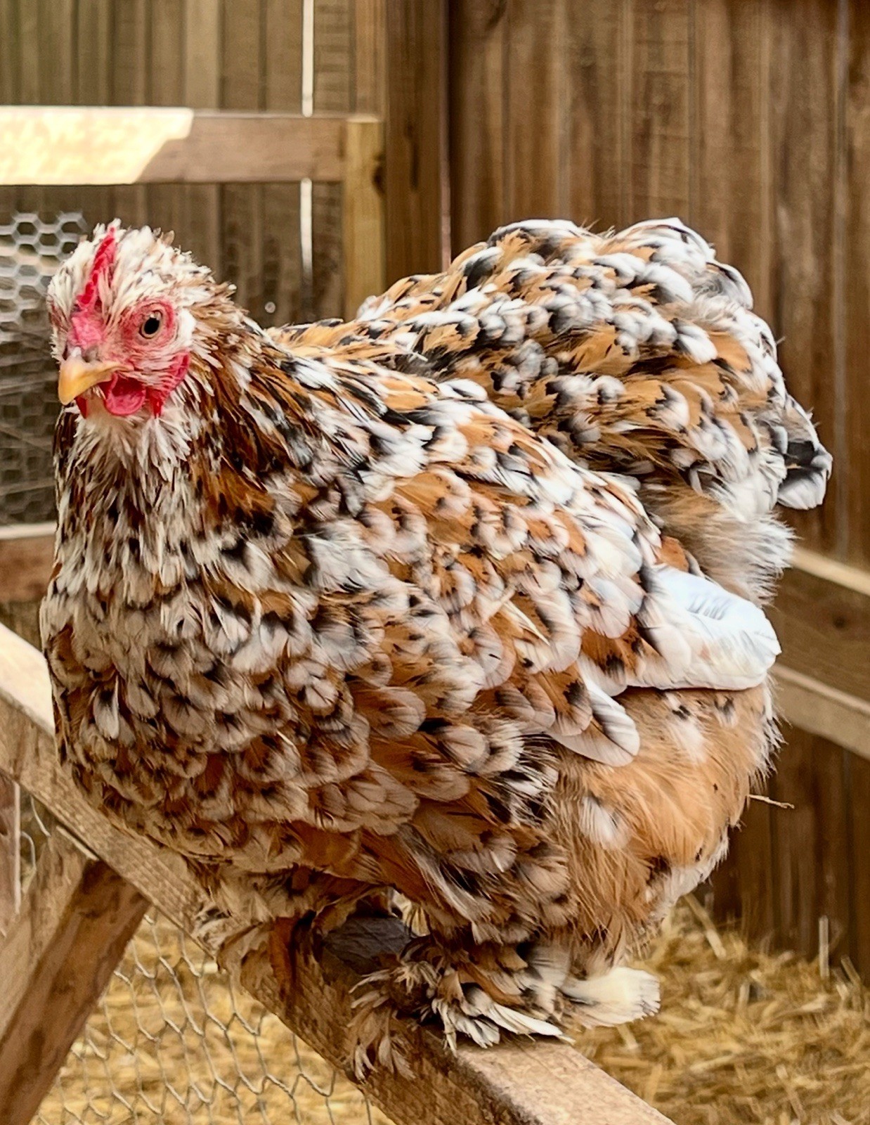 Dozen Mille Fleur Bantam Cochin Eggs