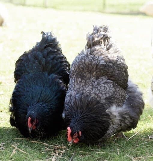 12+ Rare Breed Chicken Hatching Eggs Orpington, Brahma, Sweddish Flower