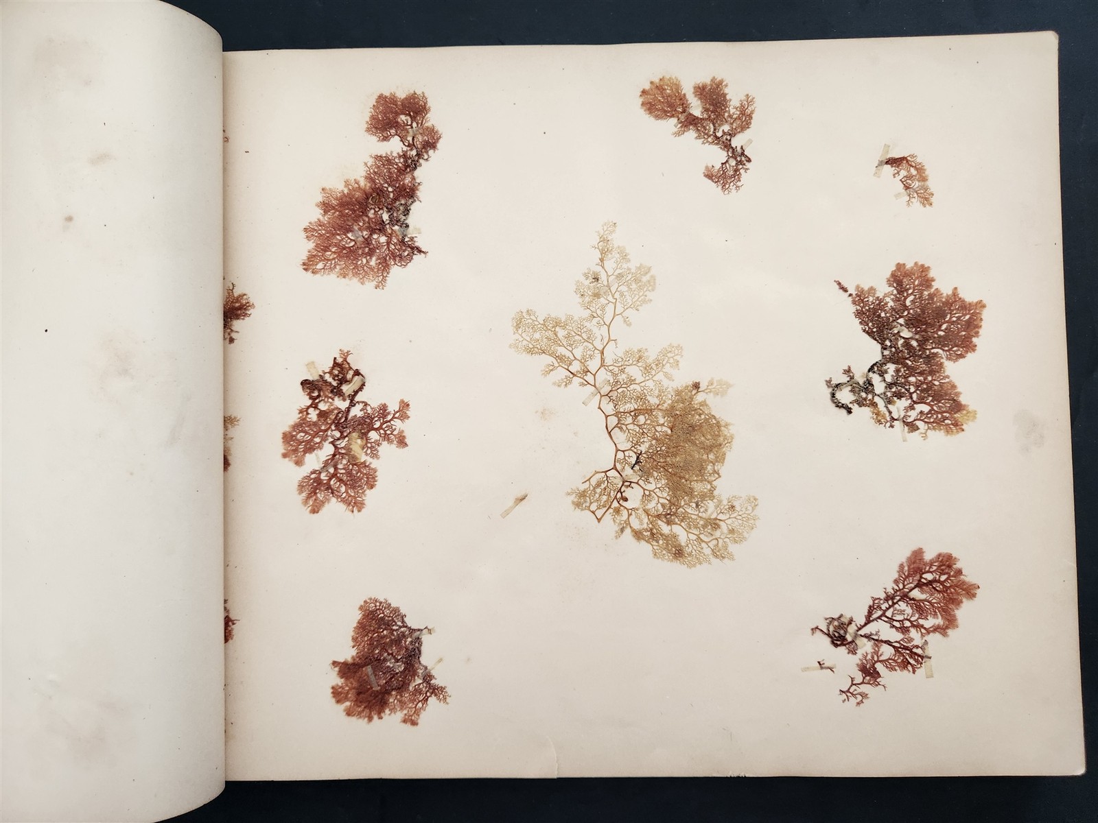 1883 antique SEAWEED pressed ALBUM monterey ca EUGENIE PHILLIPS specimen book