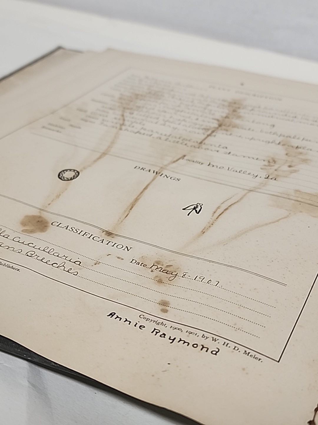 Antique HERBARIUM AND PLANT DESCRIPTIONS Meier Ginn And Company Complete 1907