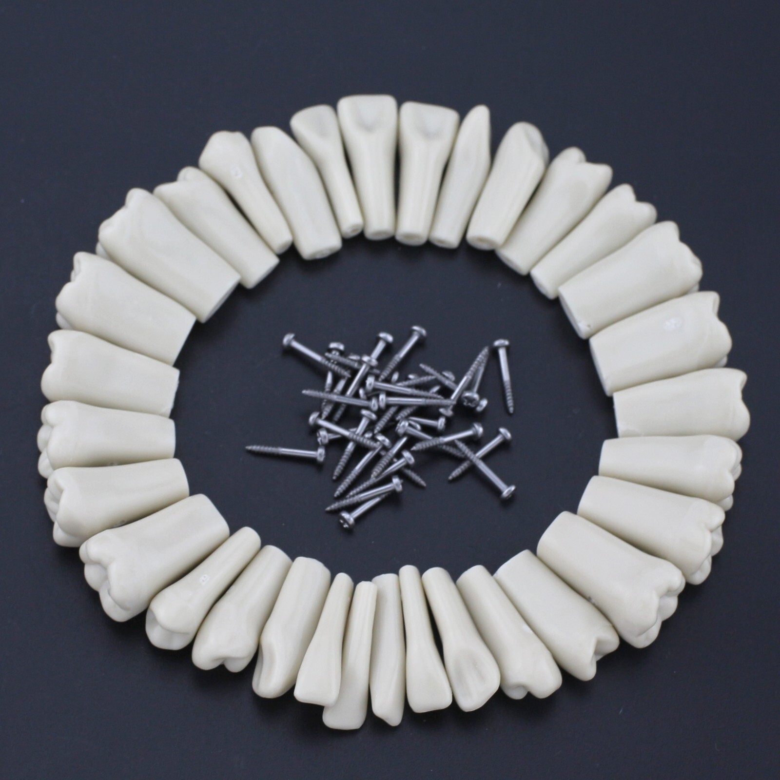 Columbia Dentoform 860 Dental Typodont Model 32pcs Removable Teeth Mounting Pole