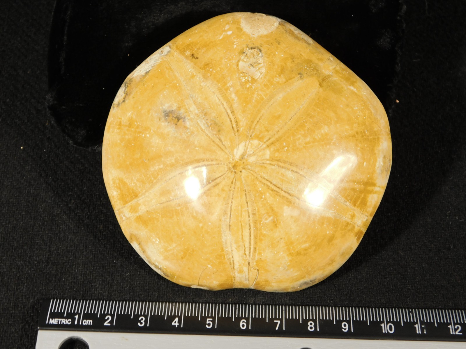 Big! Polished 150 Million Year Old! SAND DOLLAR Fossil Madagascar 194gr