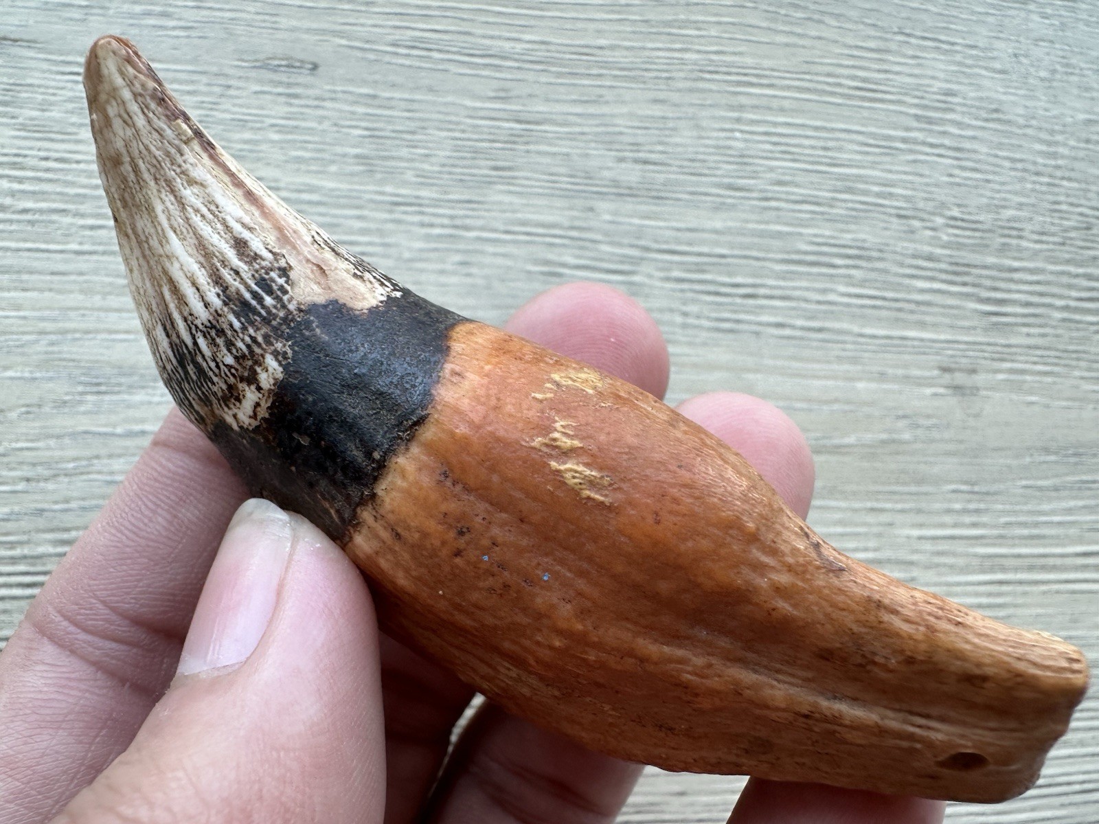 3.8” Ursus Spelaeus 25,000 Years Old Cave Bear Tooth Perfect Condition