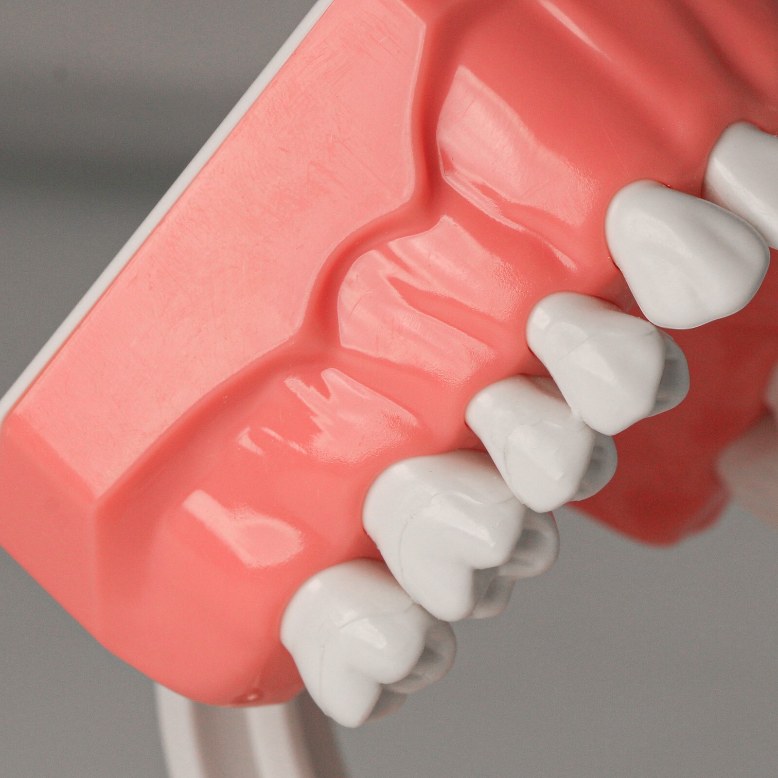 Dental Typodont Teeth Model Brushing Flossing Practice Teaching Model M7010-1