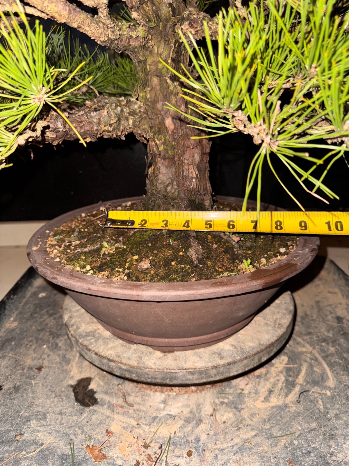 Japanese Black Pine, Bonsai Tree. Outdoor Evergreen.