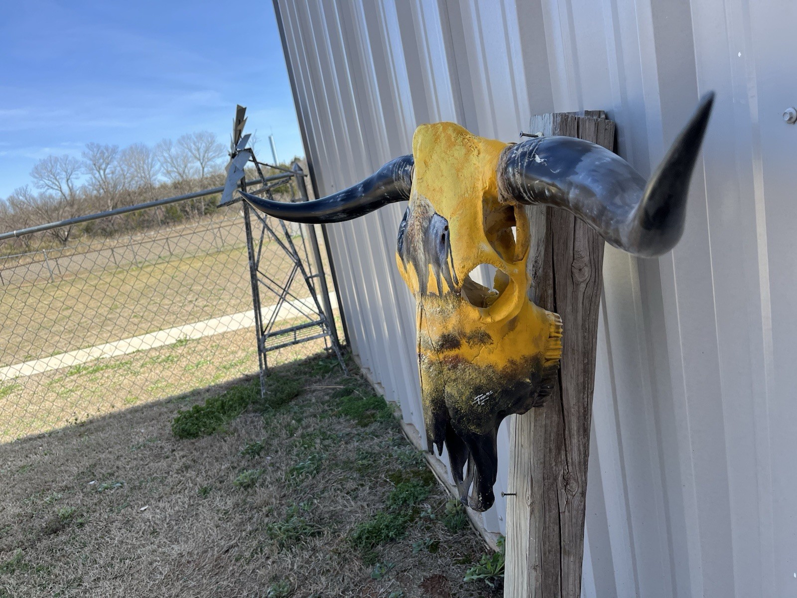 STEER SKULL Painted 3 Feet 7 Inch WIDE BULL HORN MOUNTED COW Bison Bull Buffalo