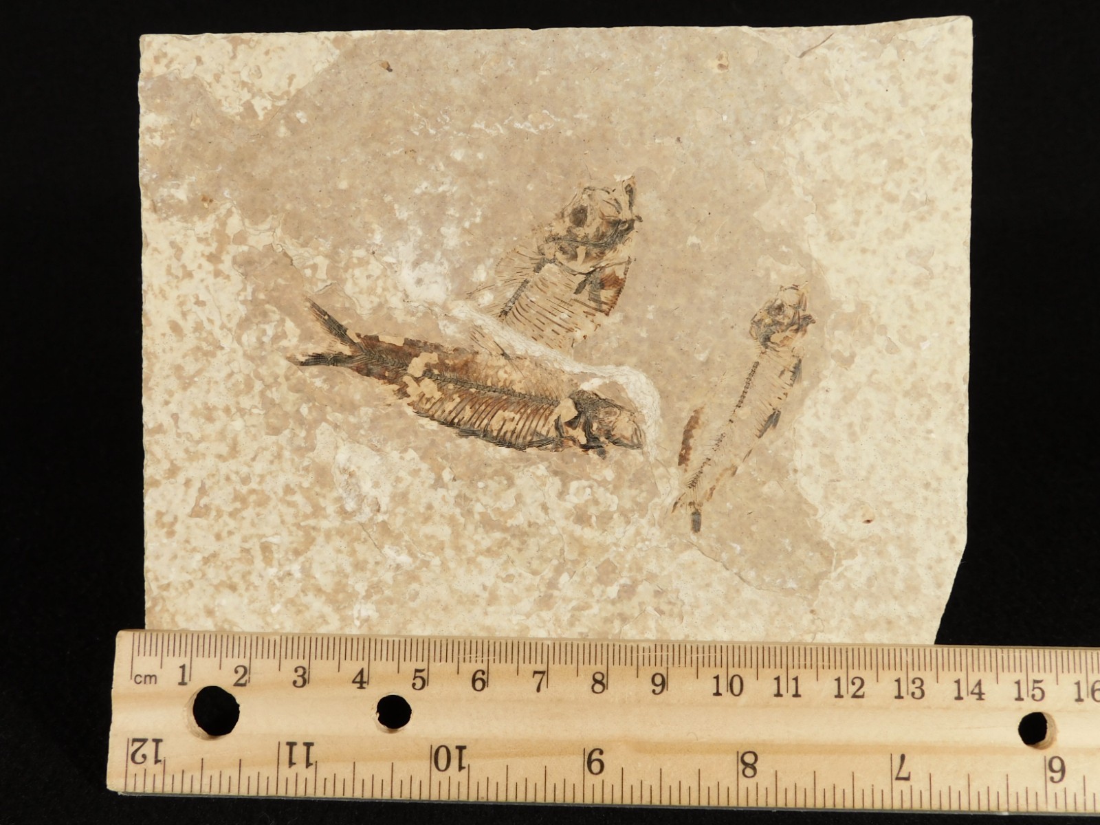 Rock AQUARIUM THREE! 100% Natural Knightia FISH Fossils From Wyoming! 291gr