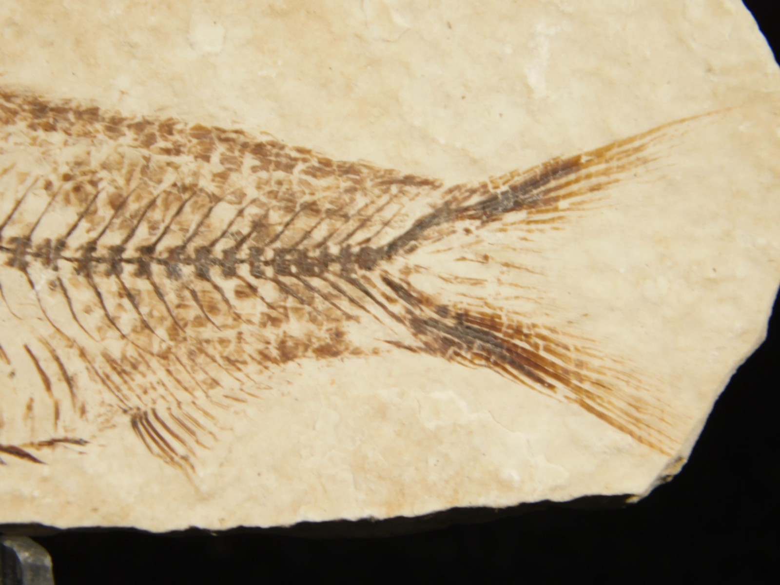 X-RAY BONES! Knightia FISH Fossil From Fossil Lake Wyoming 48.6gr