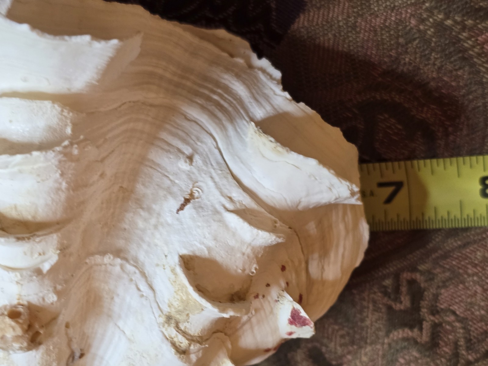 giant tridacna squamosa matched pair Clam Shells Seashells Ruffles 7"