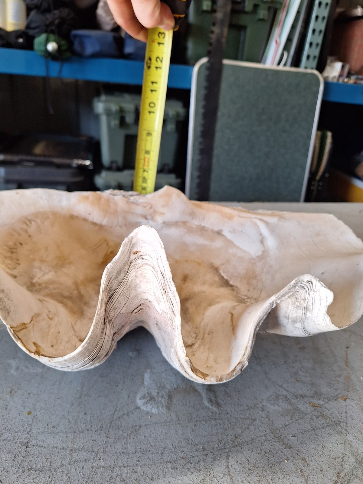 Giant Natural Clam Shell 23 Lbs 19-1/2” Wide Authentic Shell