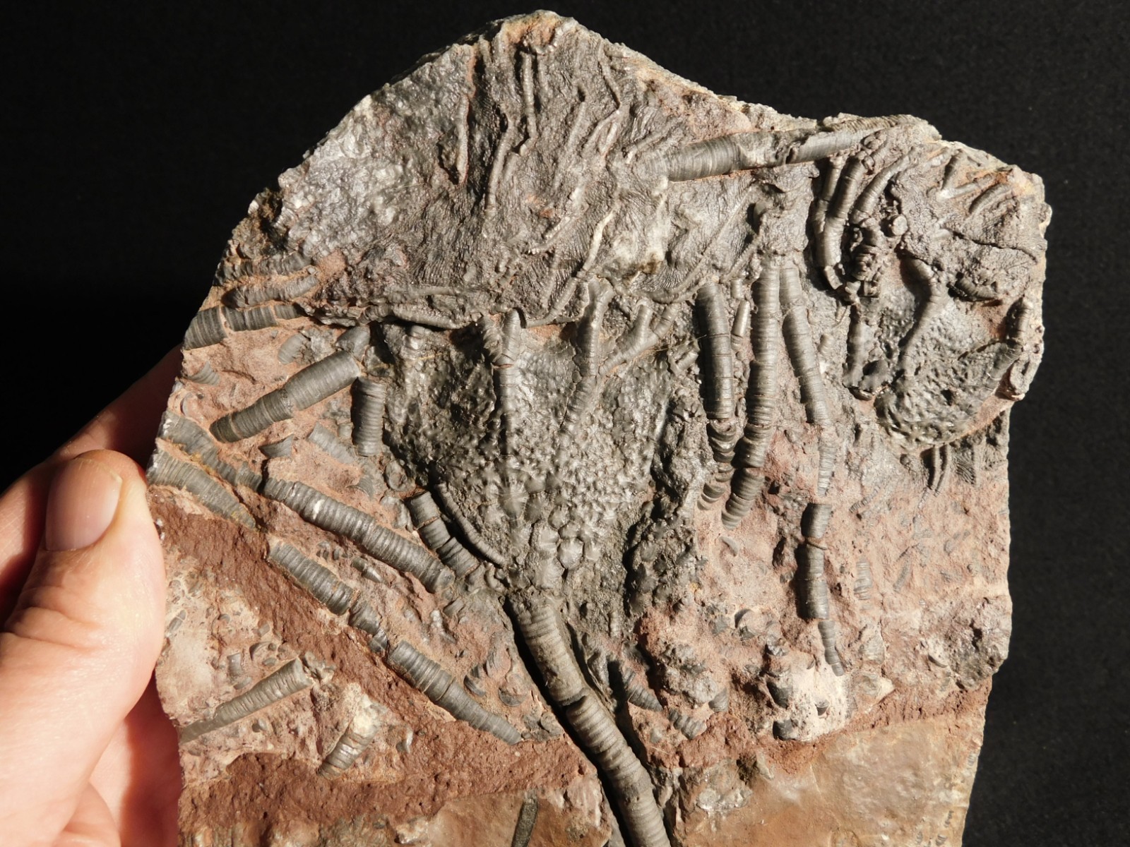 LARGER! 430 Million Year Old! CRINOID Fossil or Sea LILY Fossil Morocco 1221gr