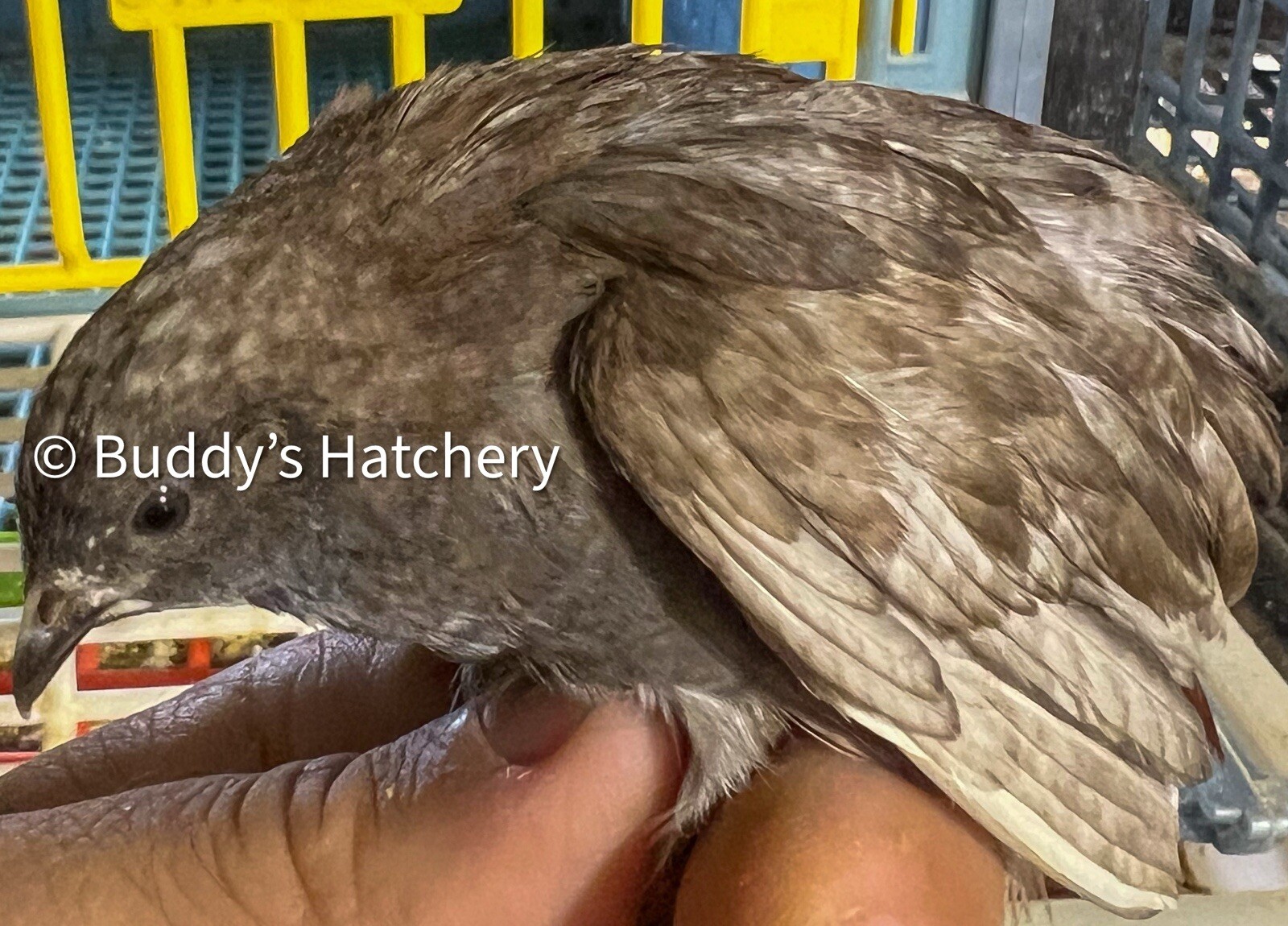 24 Button Quail Fertile Hatching Eggs Quail
