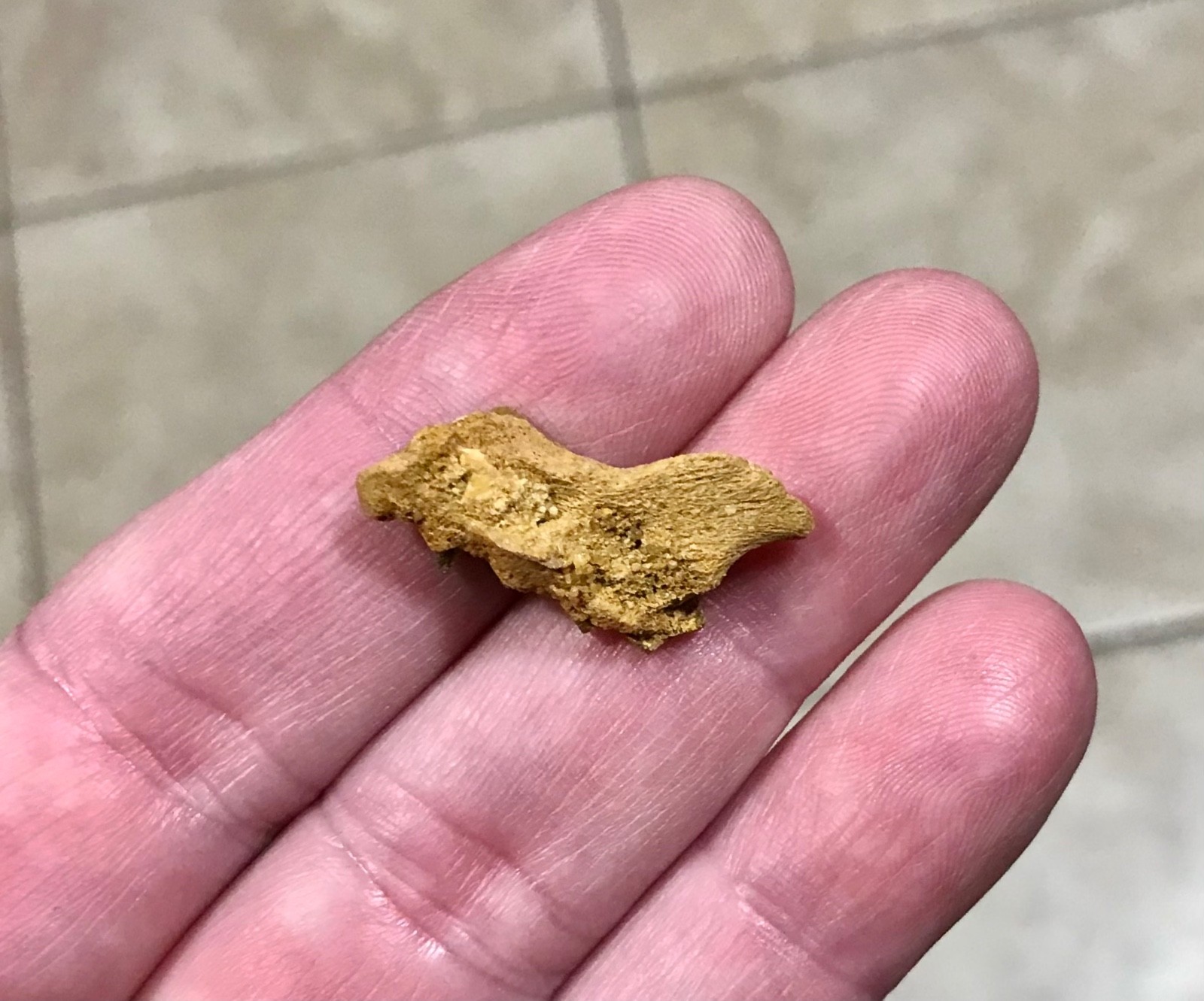 GRAND & AWESOMELY RARE LUNGFISH TOOTH PLATE W PARTIAL JAW ATTACHED FOSSIL