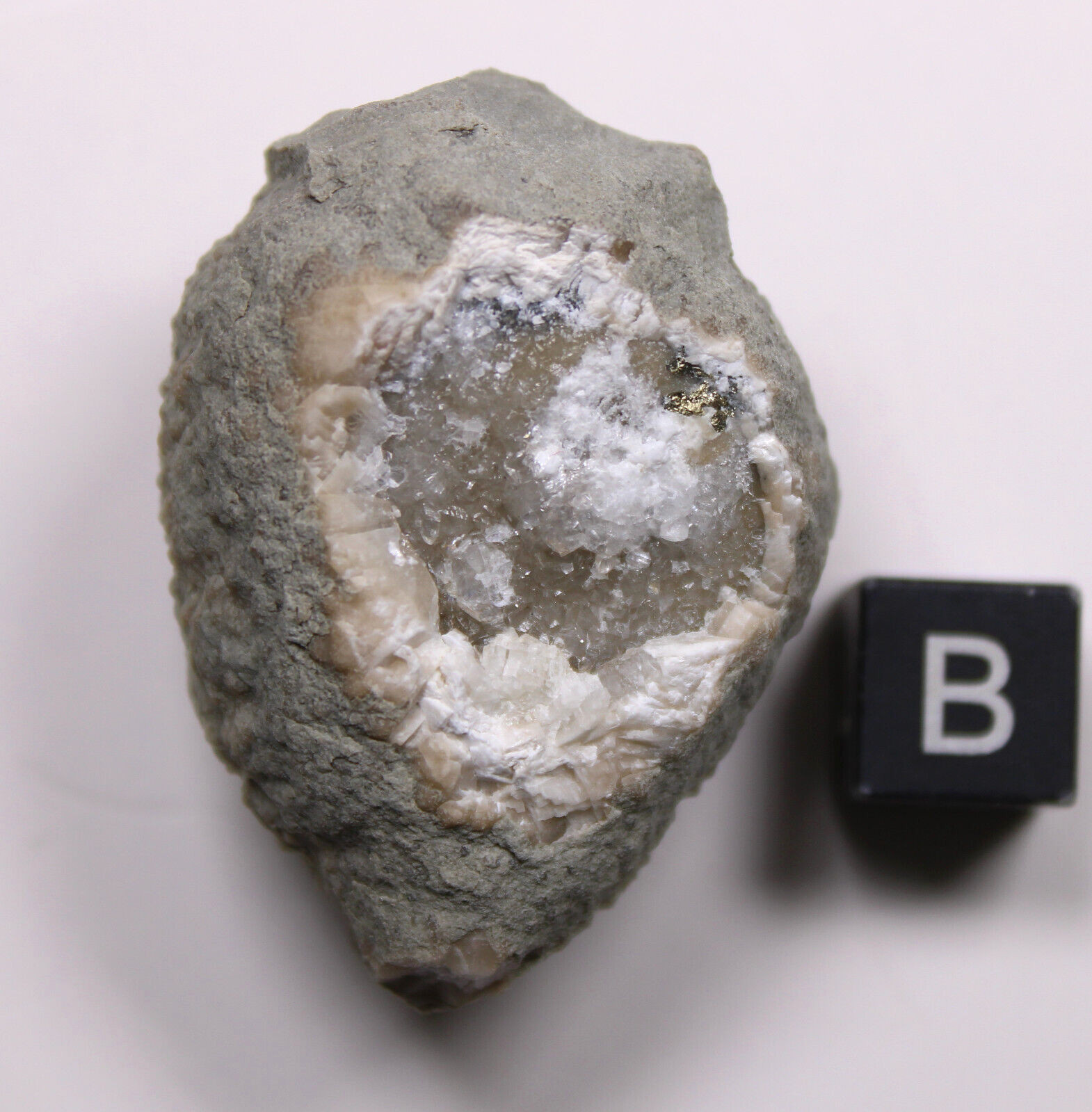 Holocystites scutellatus Silurian Cystoid Fossil Indiana Massie Shale