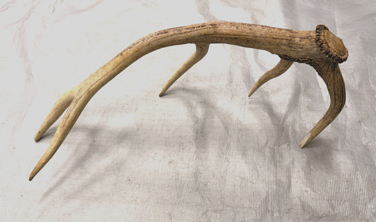 real stag antler shed crafts antlers decor rustic cabin wedding display prop