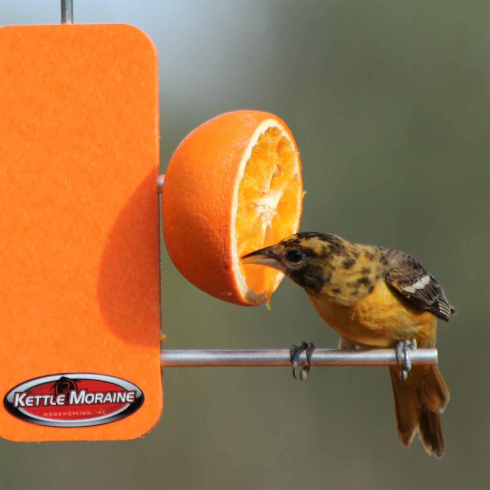 Kettle Moraine Recycled Plastic Single Oriole Orange Fruit Stick Feeder #8337