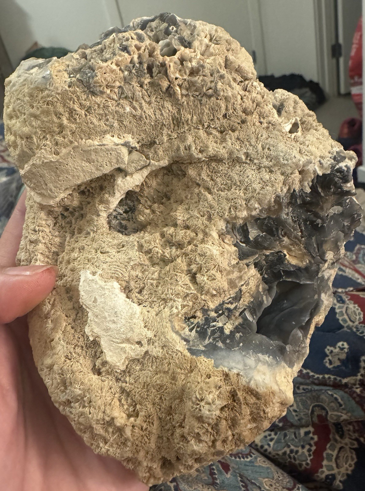 Rare Agatized Coral Fossil Geode -Large, Rare Colors!