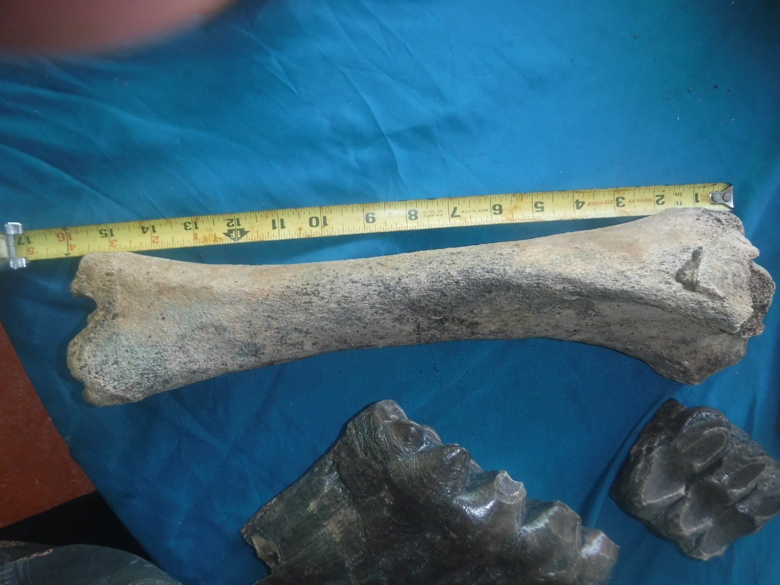 Ice Age Fossil Femur Bone with Butcher Mark?