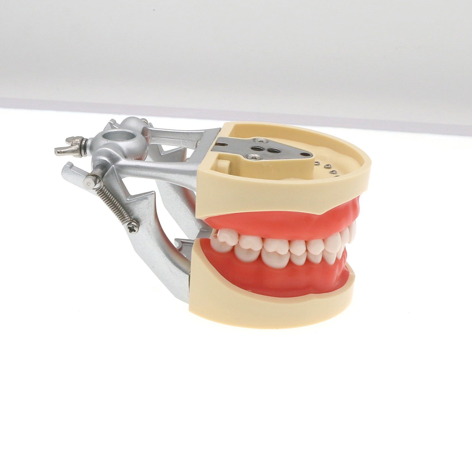 Kilgore Nissin 200 Type Dental Mounting Pole Typodont Model 32pc Removable Teeth