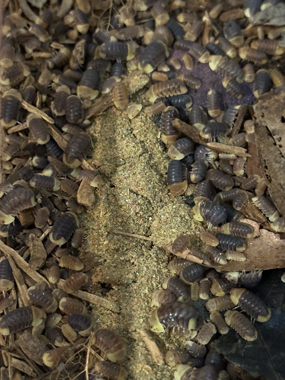 Rubber Ducky/Blonde Rubber Ducky Isopods LAG