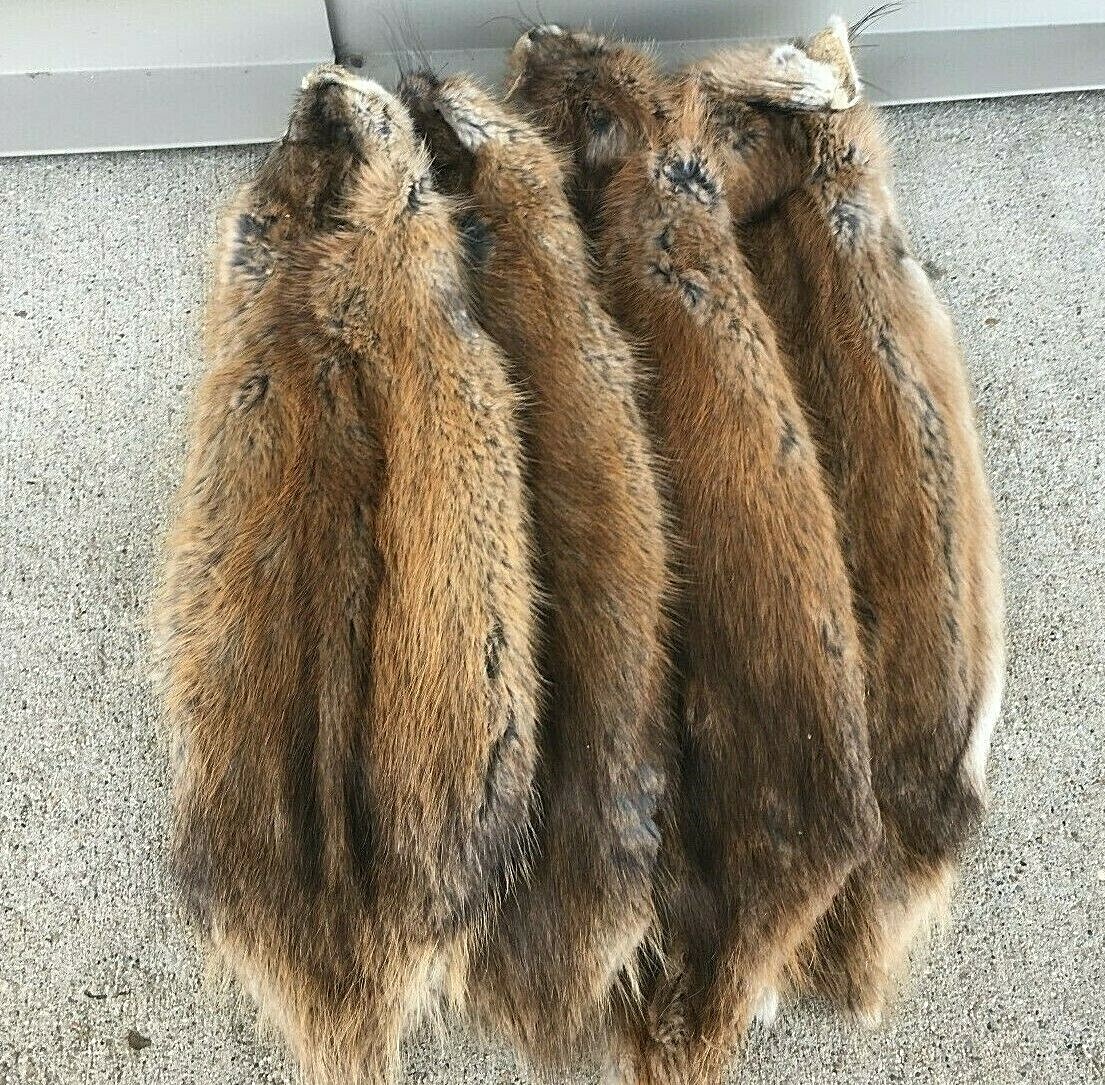 1 - Tanned Midwestern muskrat pelt, medium grade prime (muskmg)