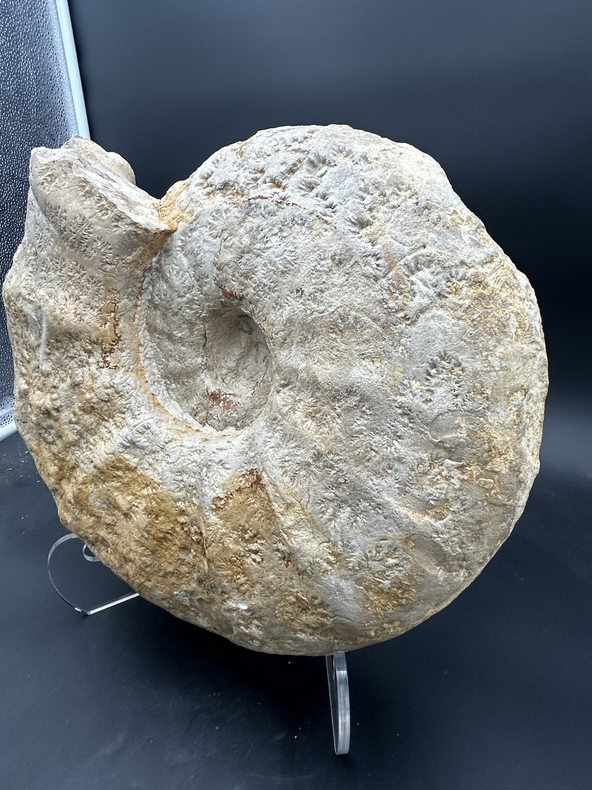 NICE 15.25” Texas Cretaceous Fossil Ammonite, Eopachydiscus Marcianus! Sutures