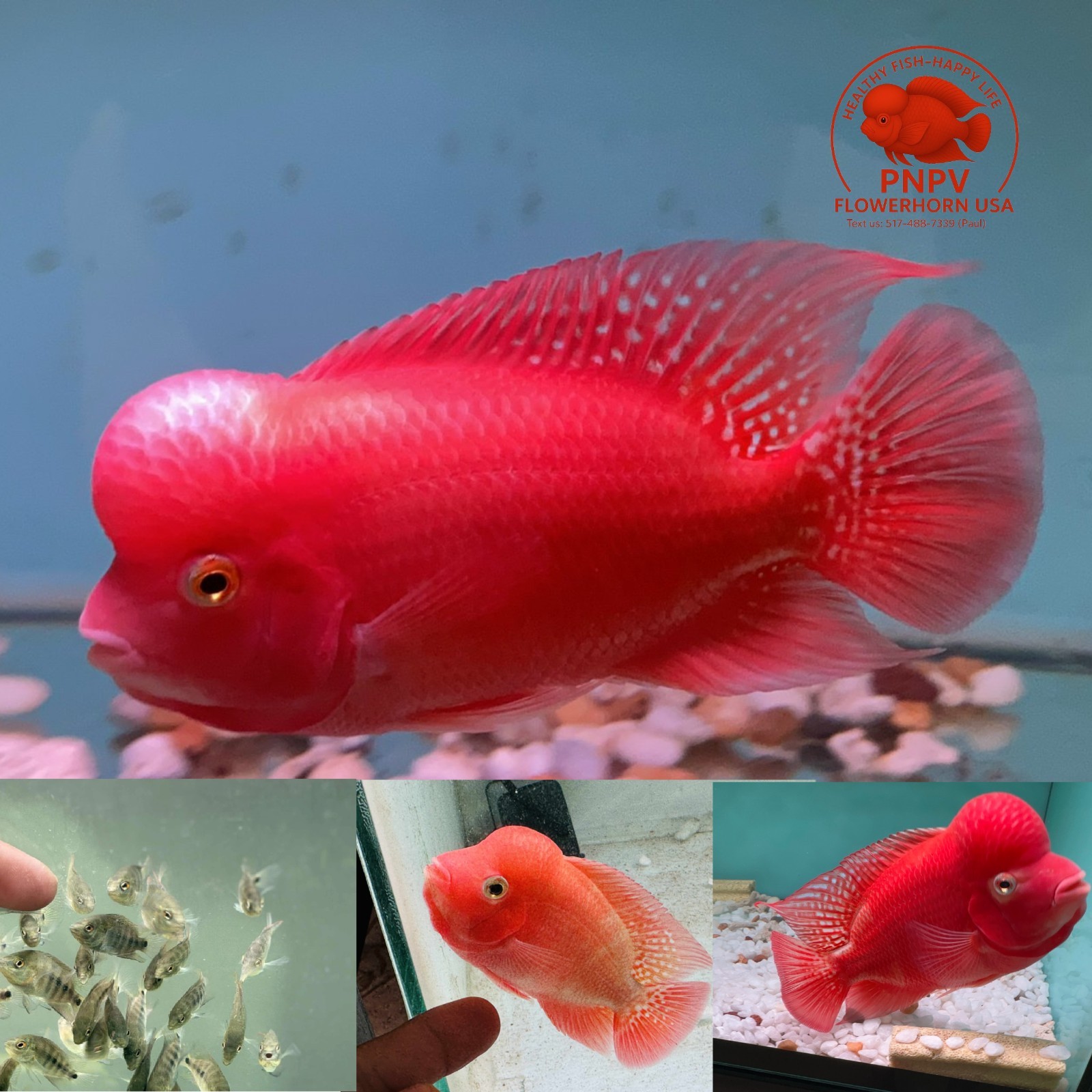 Premium Flowerhorn 1 Fry Super Red Monkey 1 inches-Buy 3 get 1 Free-A++++
