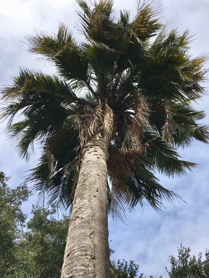 Butiagrus Seeds! F1 Hybrid Mule Palm Seeds. Rarely Ever Offered! Cold Hardy!