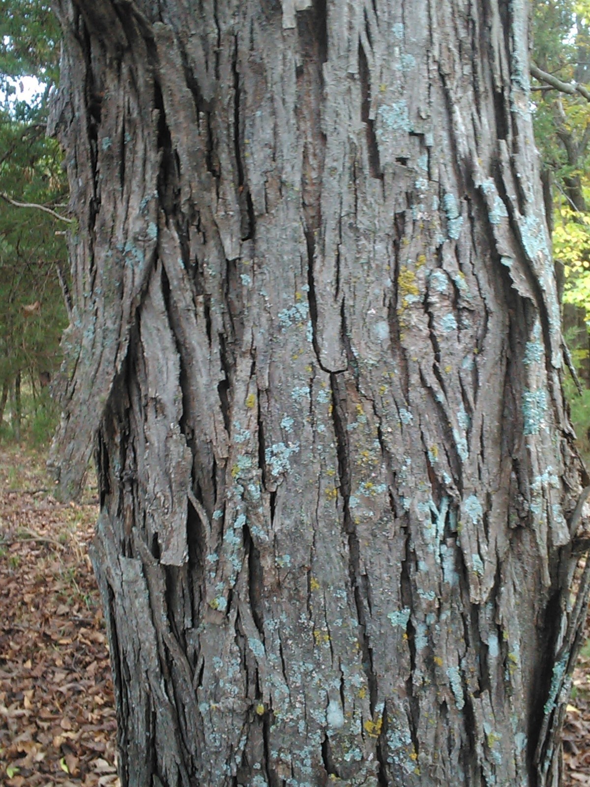 Hickory Bark For Smoking & Grilling