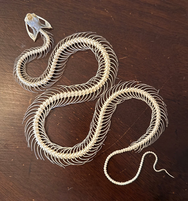 Preserved Snake Skeleton - White-Lipped Pit Viper - Real Snake - Oddities - Goth