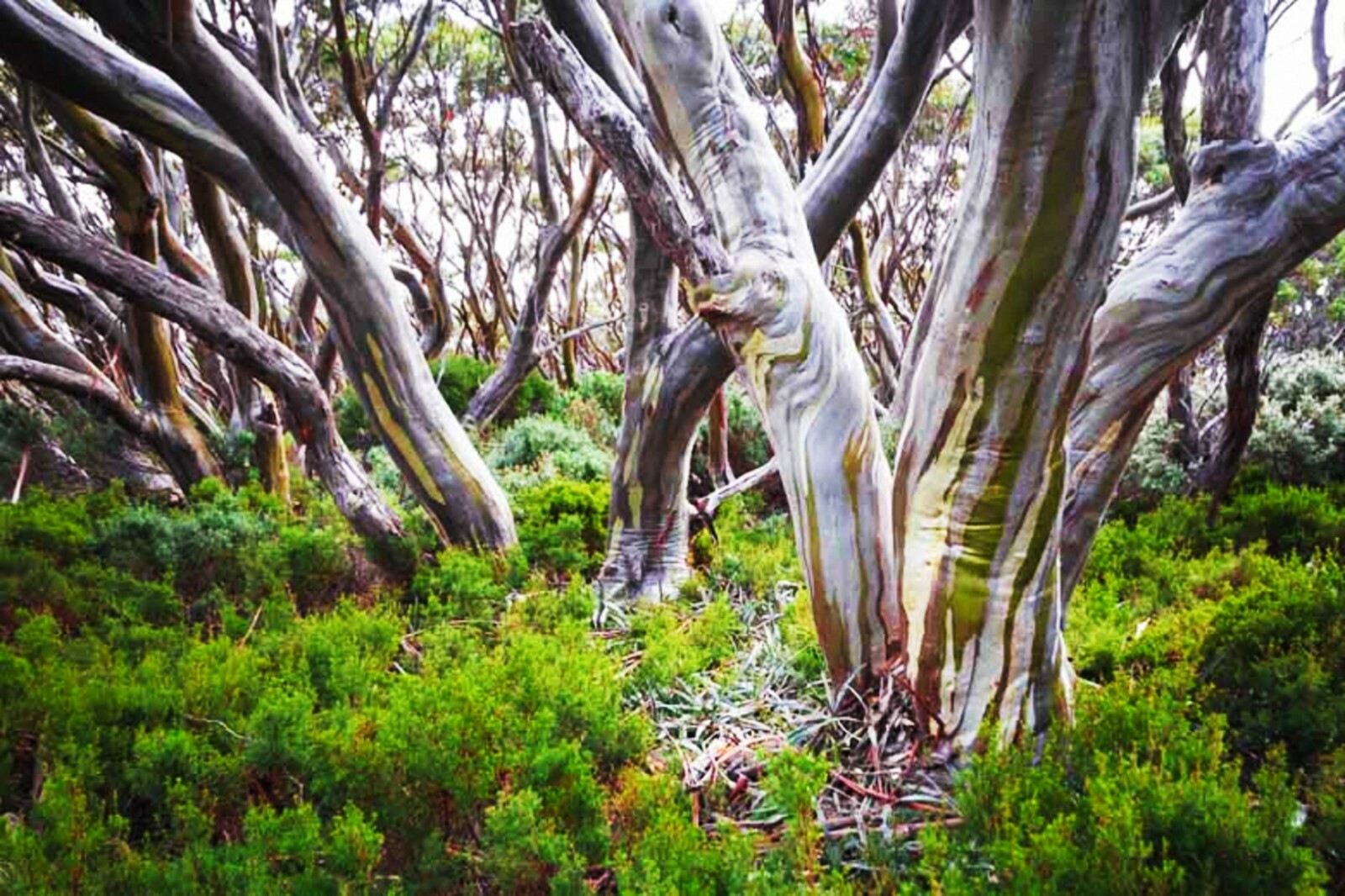 Eucalyptus LEMON EUCALYPTUS SEEDS (Lemon Scented Gum) rainbow Gum tree seed bulk