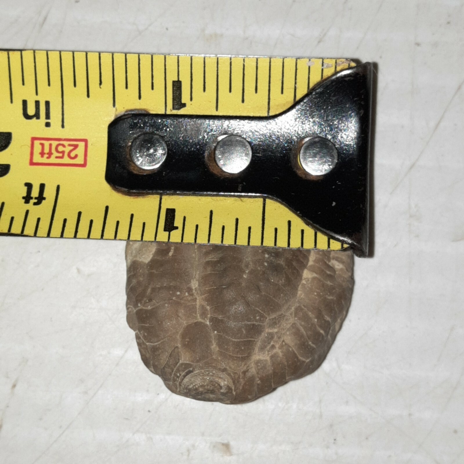 Crinoid Sarocrinus Mississippian Fossil Lake Monroe, Indiana