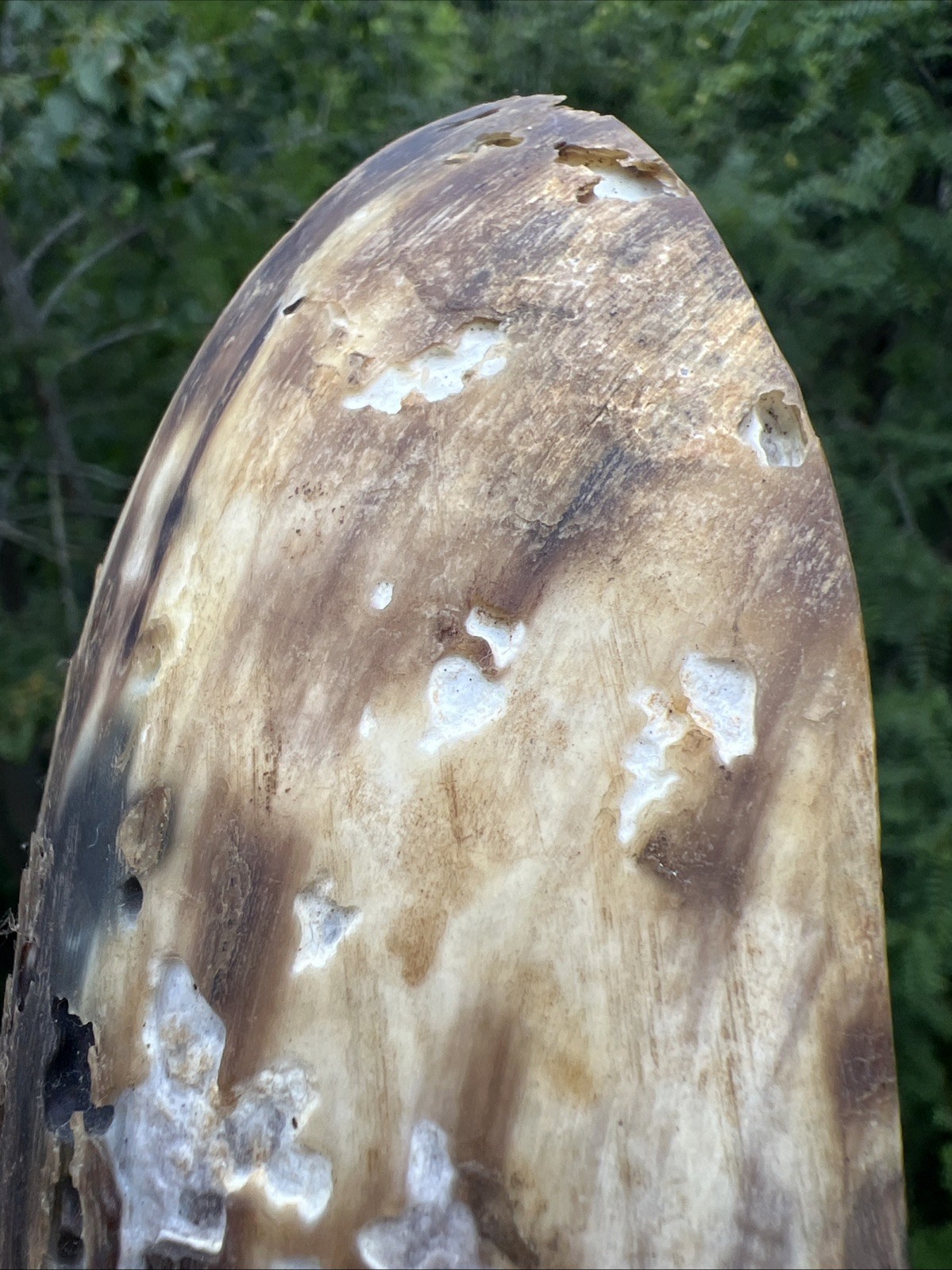 Original Native American Indian Hand carved Goat Horn Spoon; Late 19th Cent.
