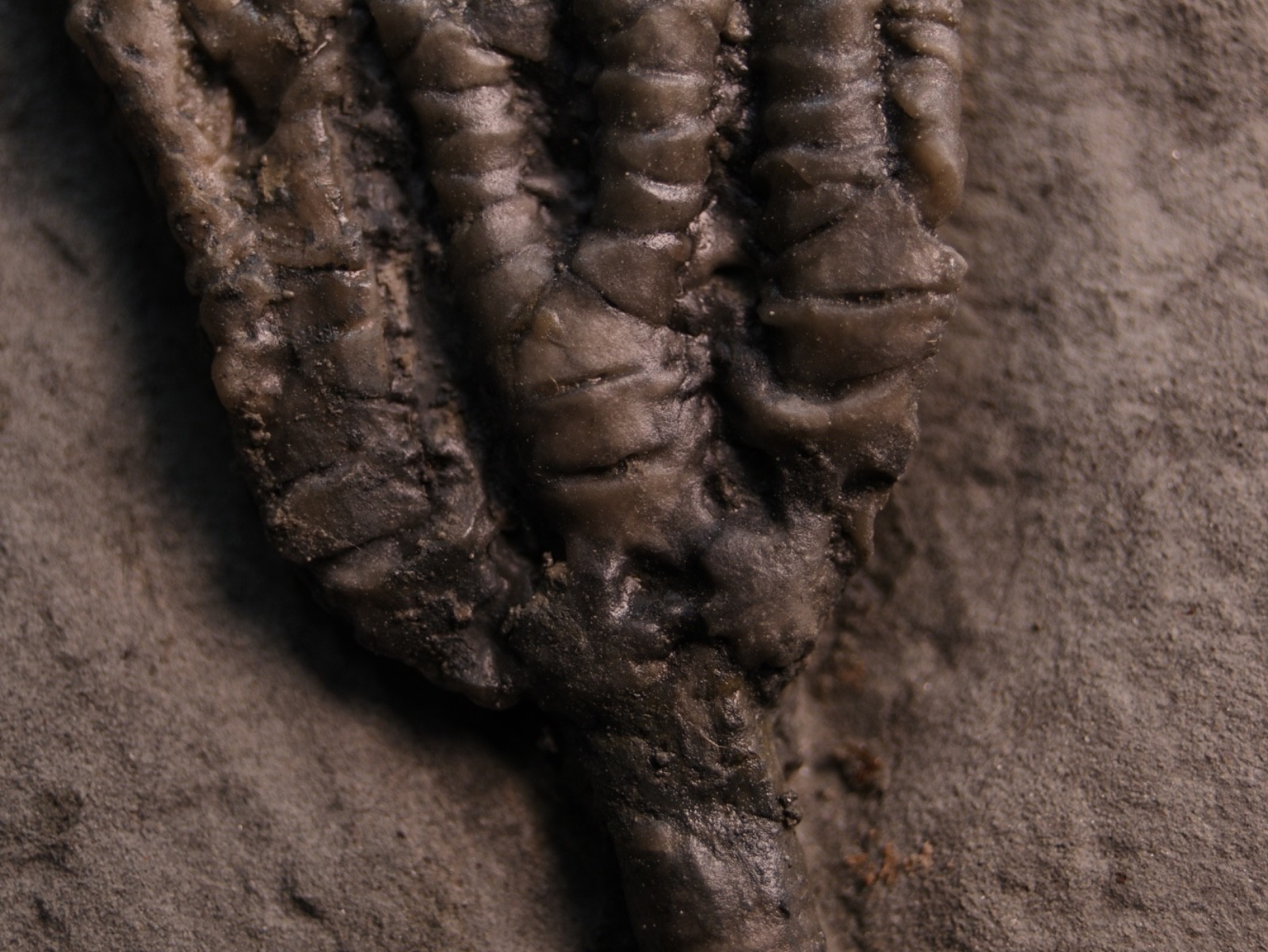 Sweet Pachylocrinus aequalis Fossil Crinoid, Crawfordsville, IN