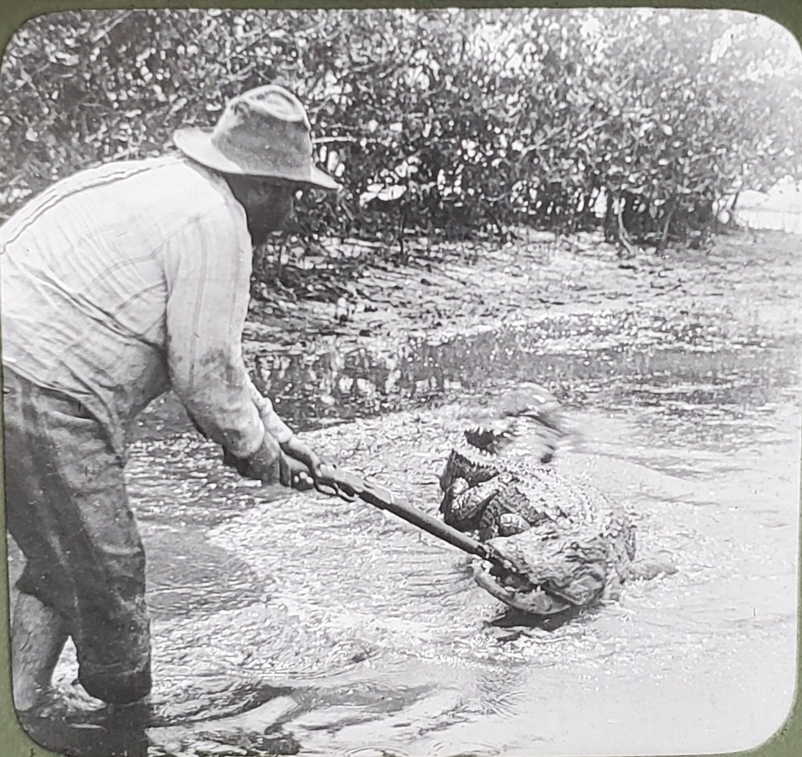Battle With Wounded Alligator, Palm Beach, Florida, Magic Lantern Glass Slide