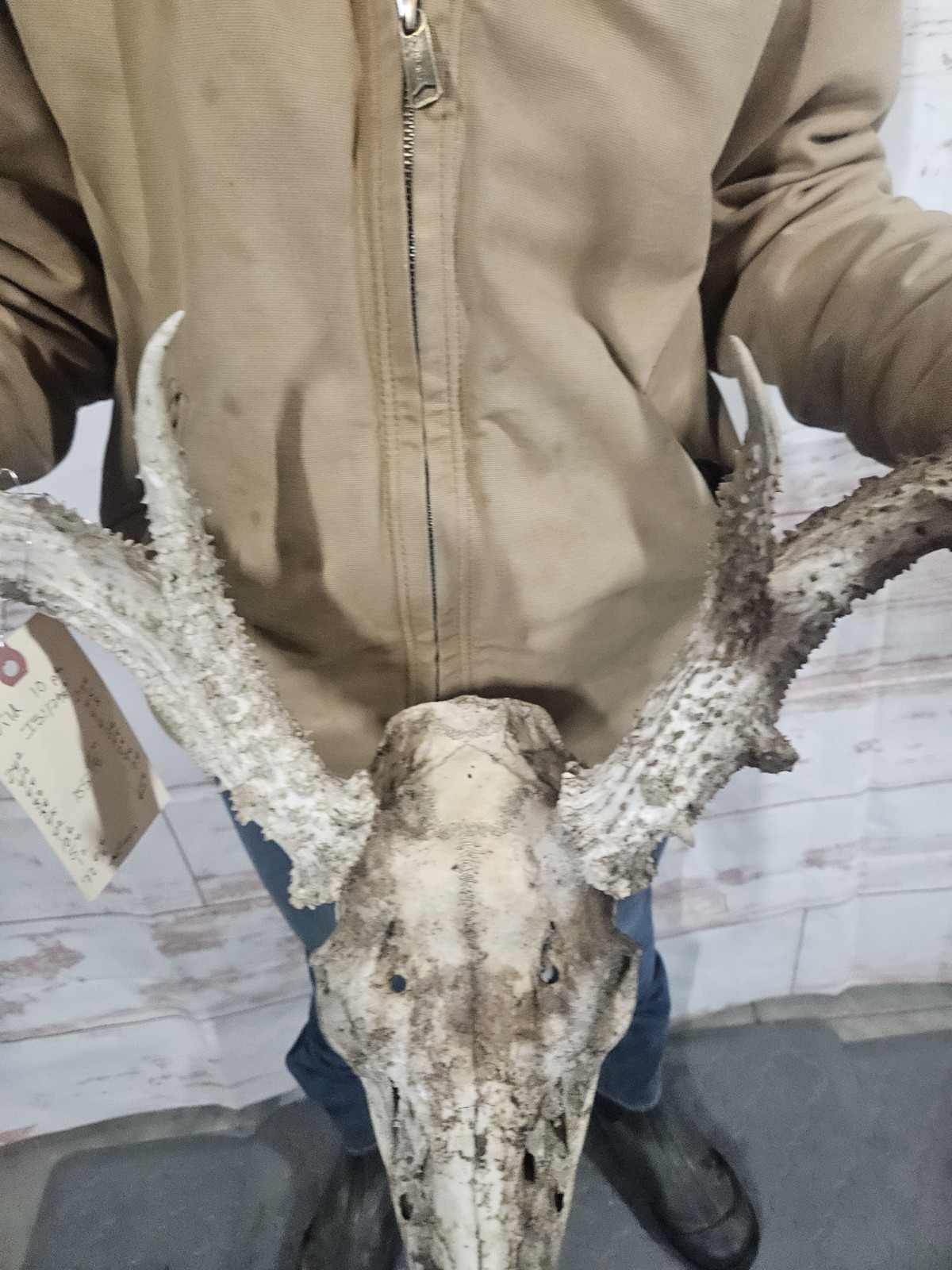 Wild 10 Point Whitetail Deer Antler Rack Horn European Skull Mount Man Cave 155"