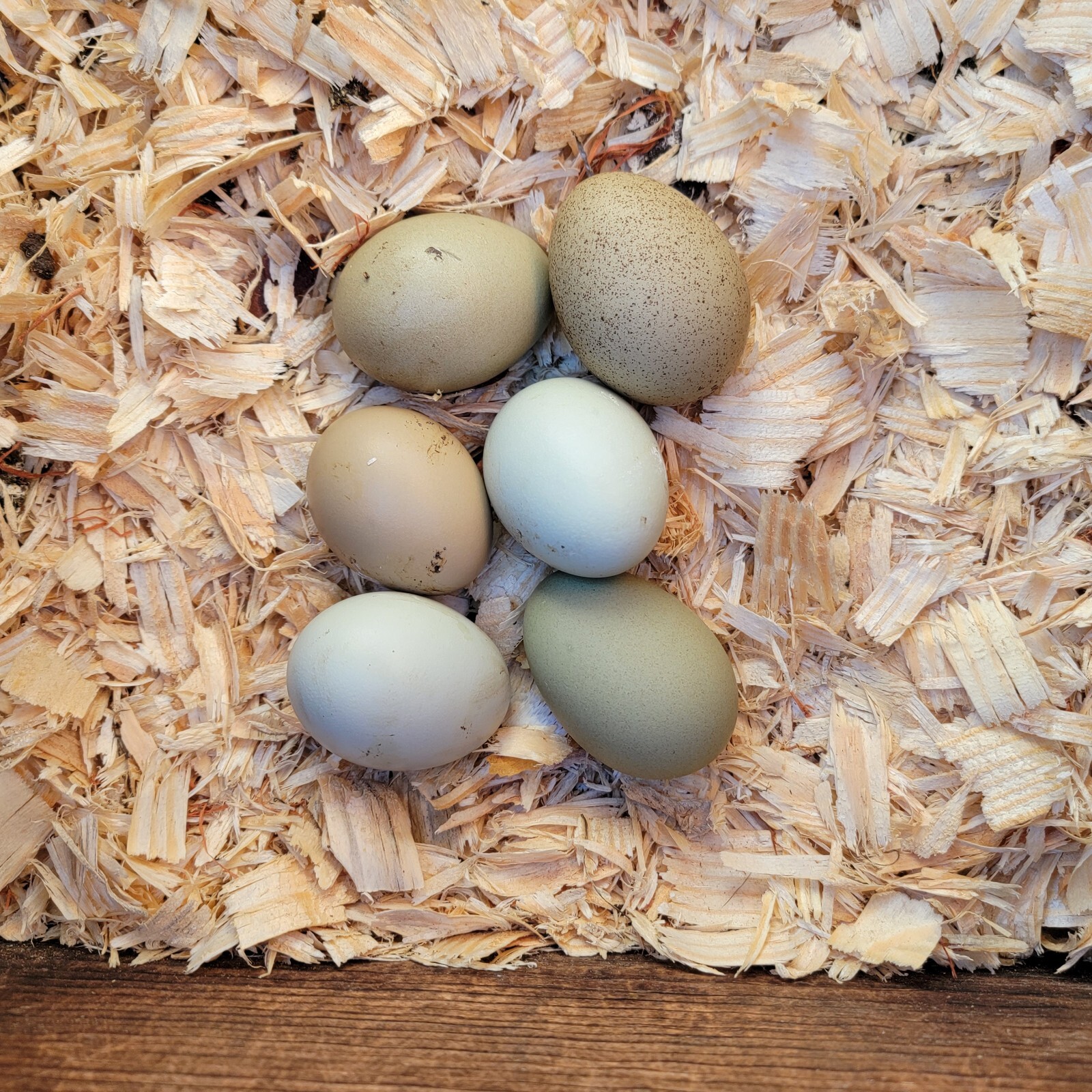 5+ F2 - F4 Olive Egger Hatching Eggs | Fast Free Shipping | TN NPIP CERTIFIED